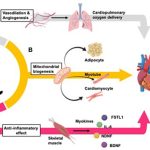 Importance of exercise in controlling blood pressure