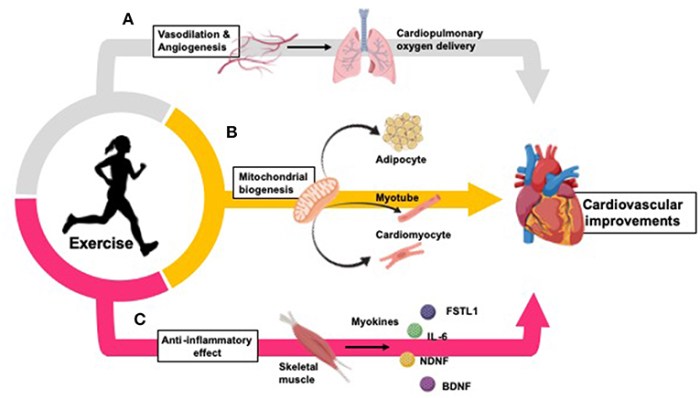 Importance of exercise in controlling blood pressure